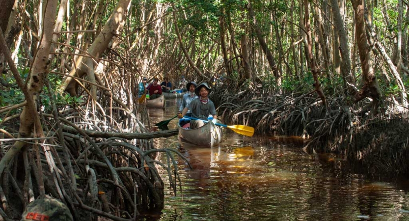 People paddle canoes through a mangrove forest. 